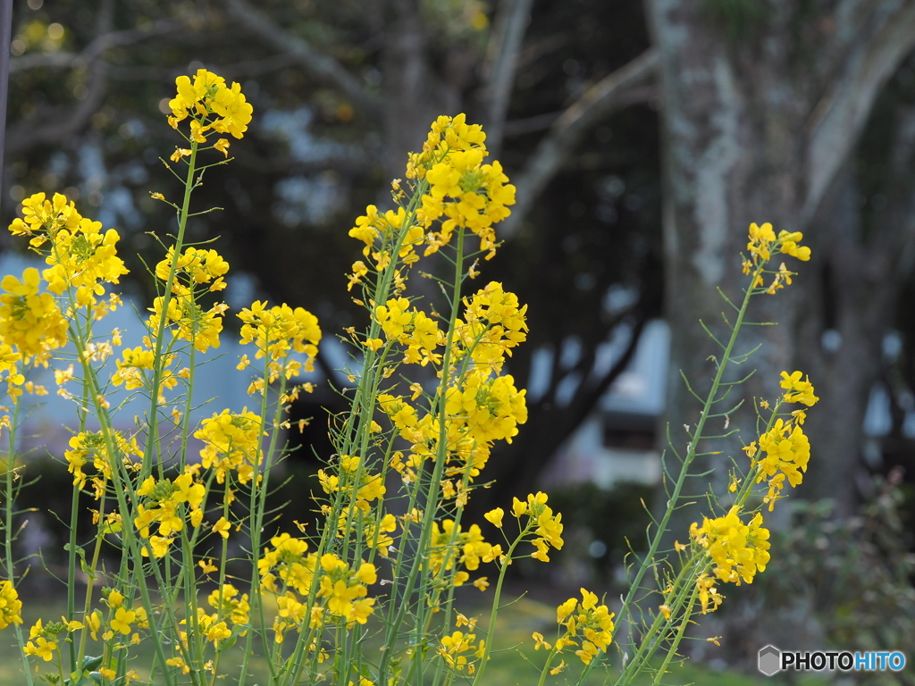 黄色の花－３