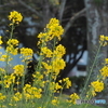 黄色の花－３