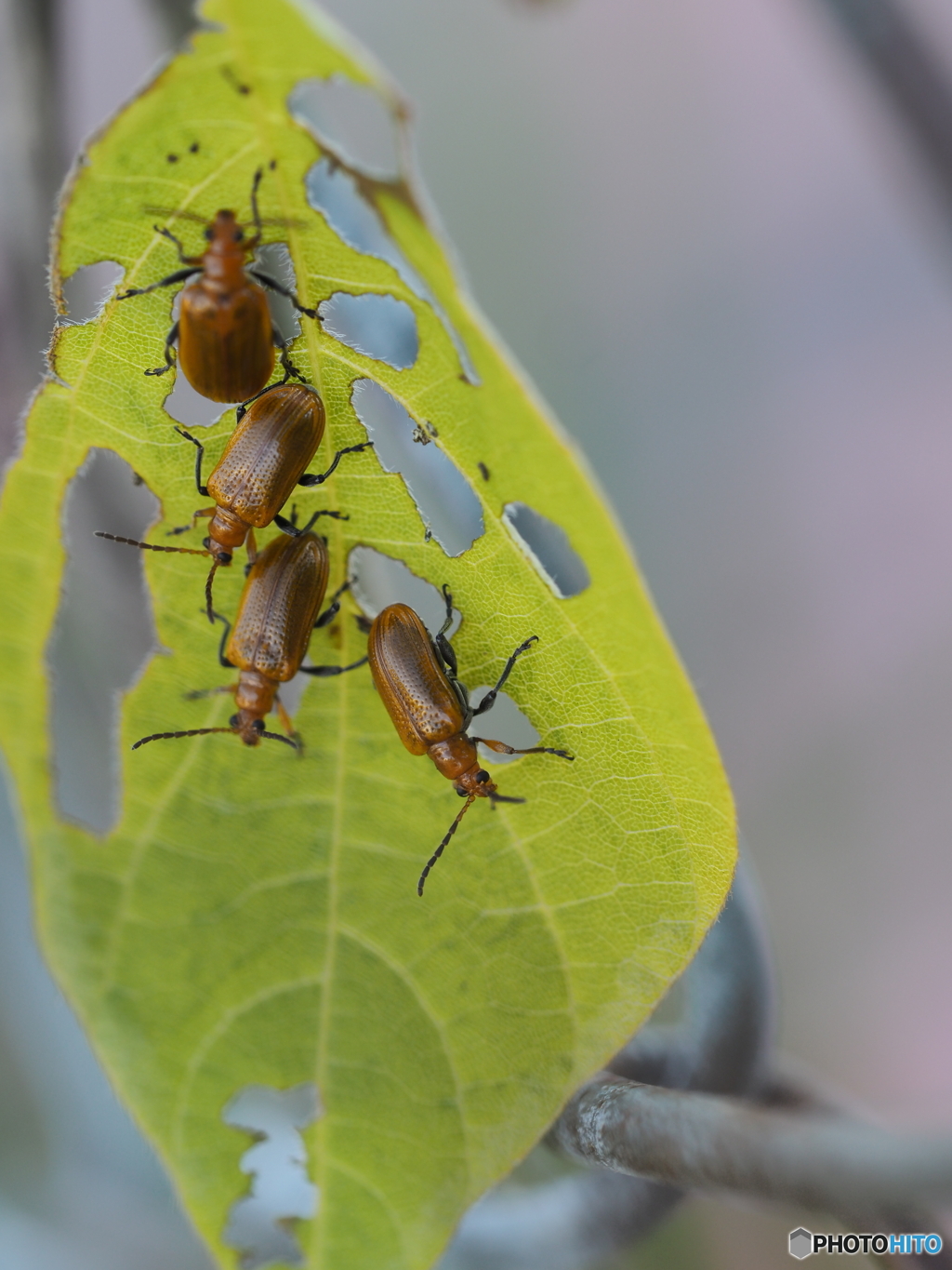 クズクビボソハムシ