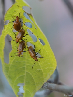 クズクビボソハムシ