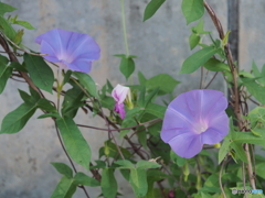 朝顔