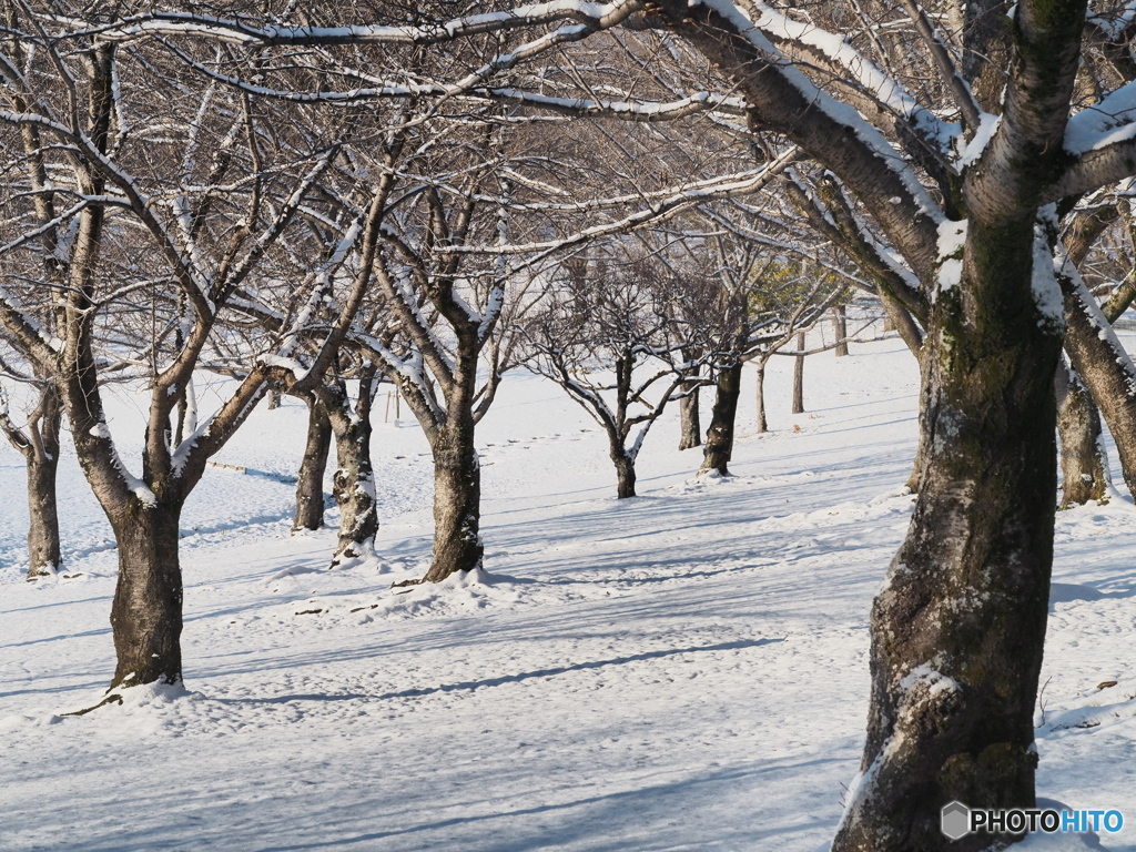雪景色－２