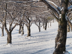 雪景色－２