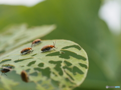 クズクビボソハムシ