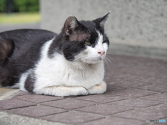 ストリートキャット