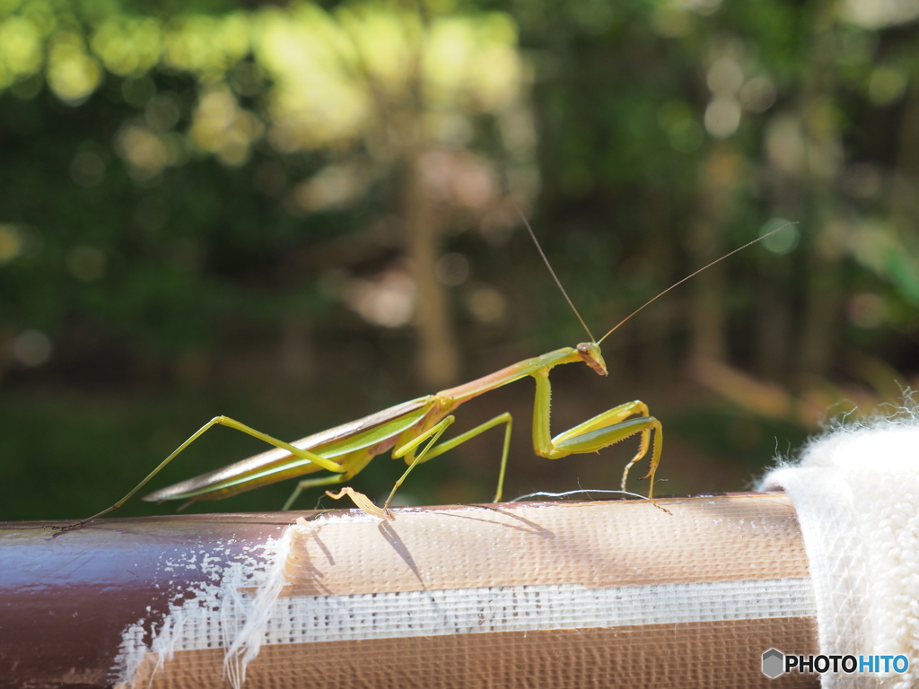 手摺に飛んできたカマキリ