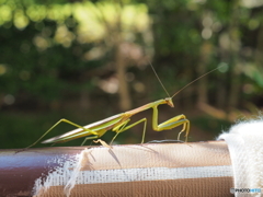 手摺に飛んできたカマキリ