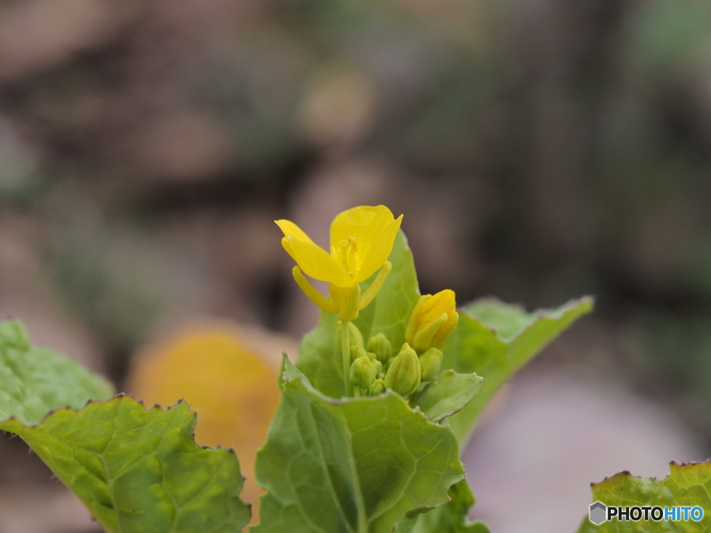 菜の花