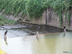 カワウ