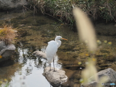 ダイサギ