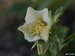 クリスマスローズ