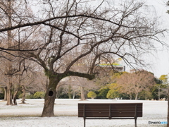 雪の朝