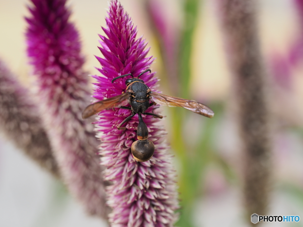 ケイトウにトックリバチ