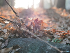 落ち葉