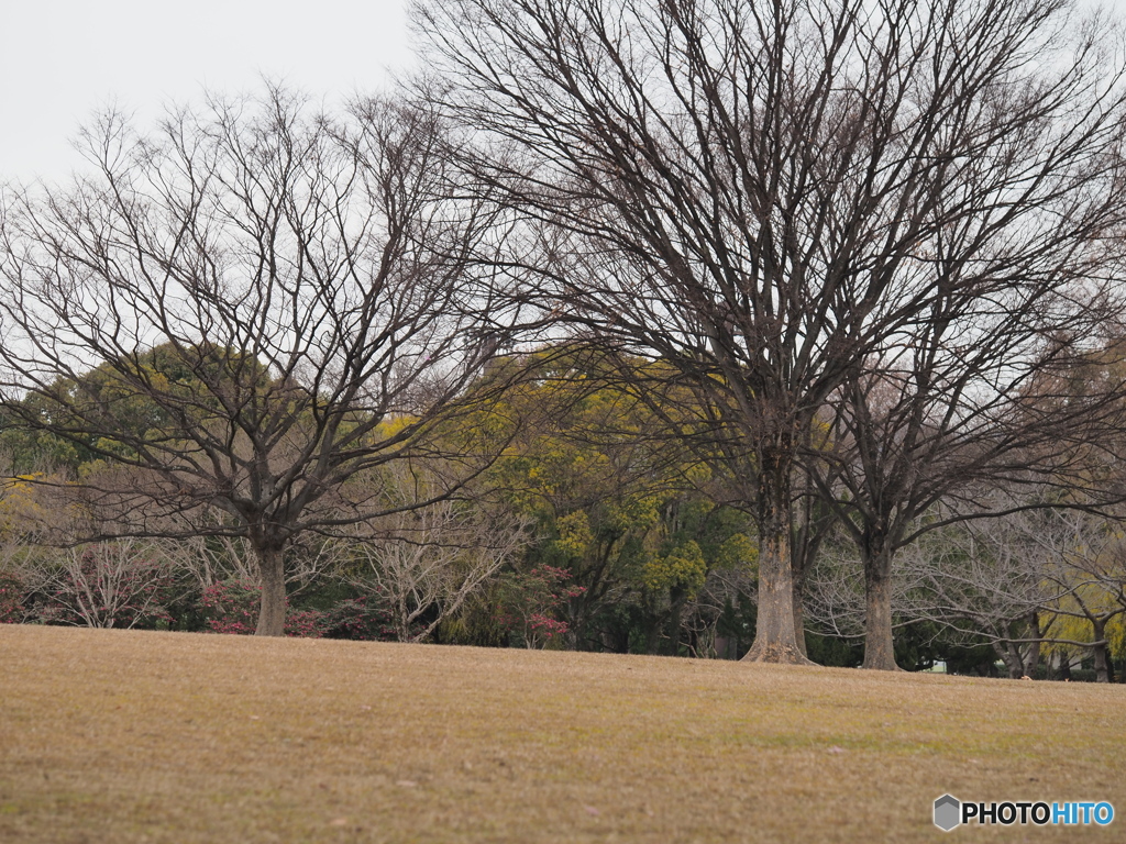 冬の公園