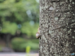 カタツムリ