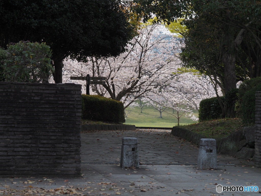 春の公園