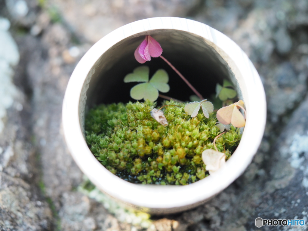パイプの中のミニ花壇