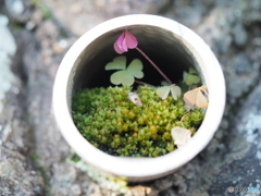 パイプの中のミニ花壇