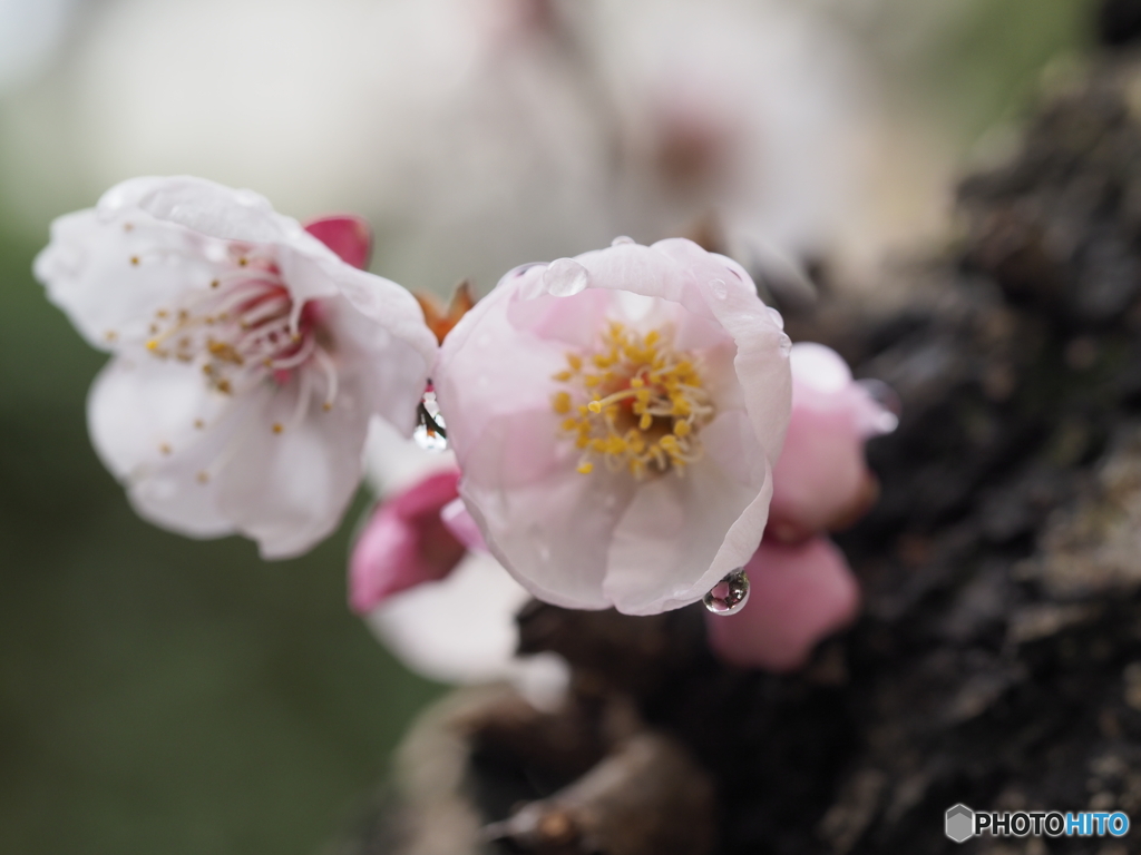 あんずの花