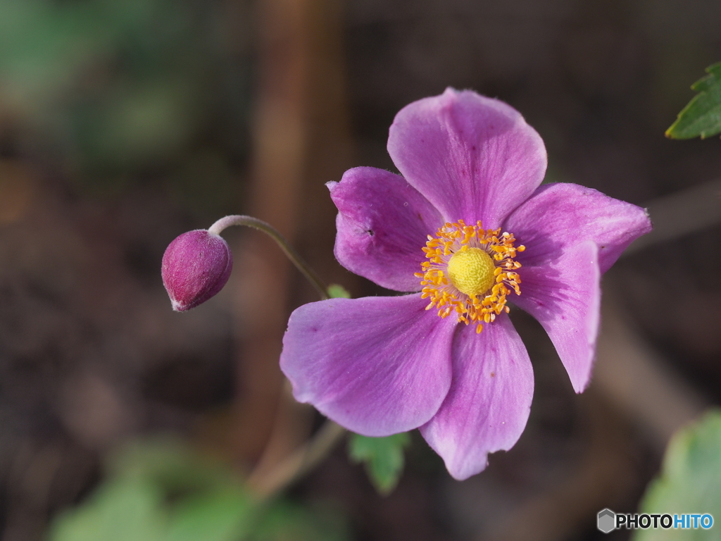 シュウメイギク