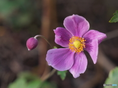 シュウメイギク