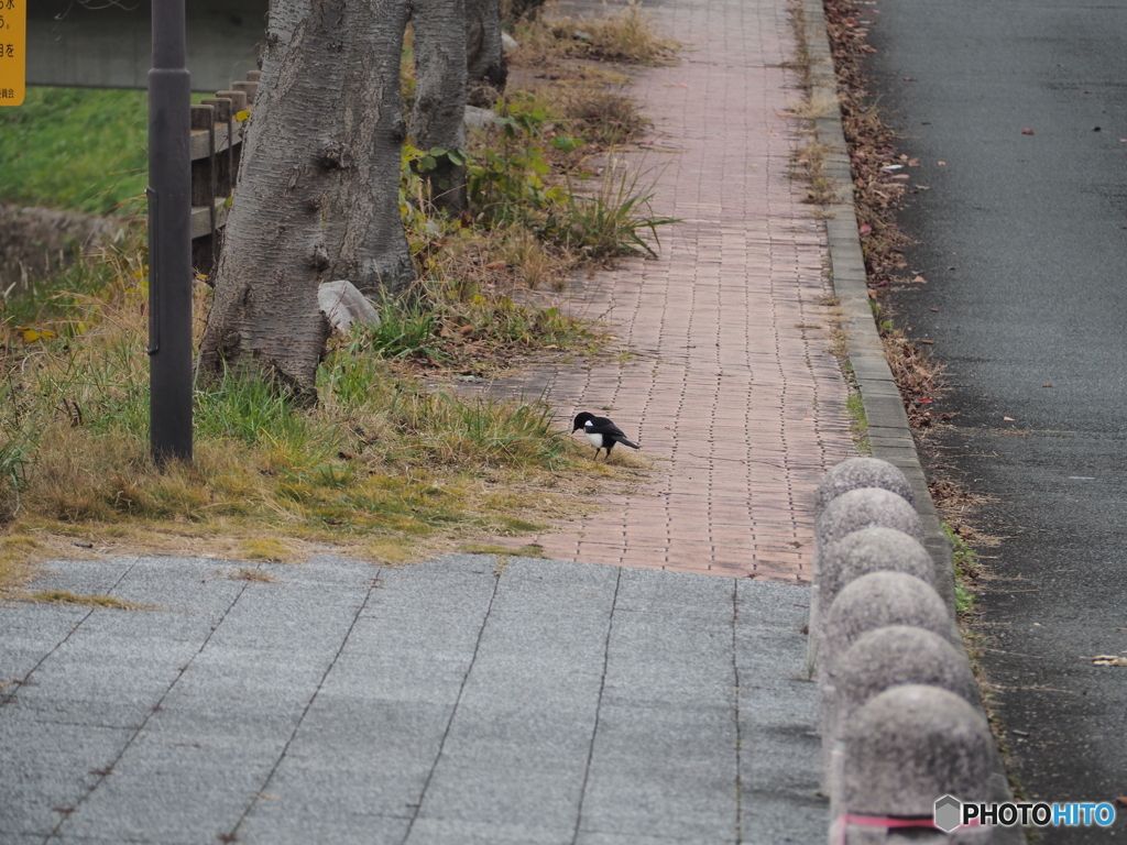 初冬の川辺－２