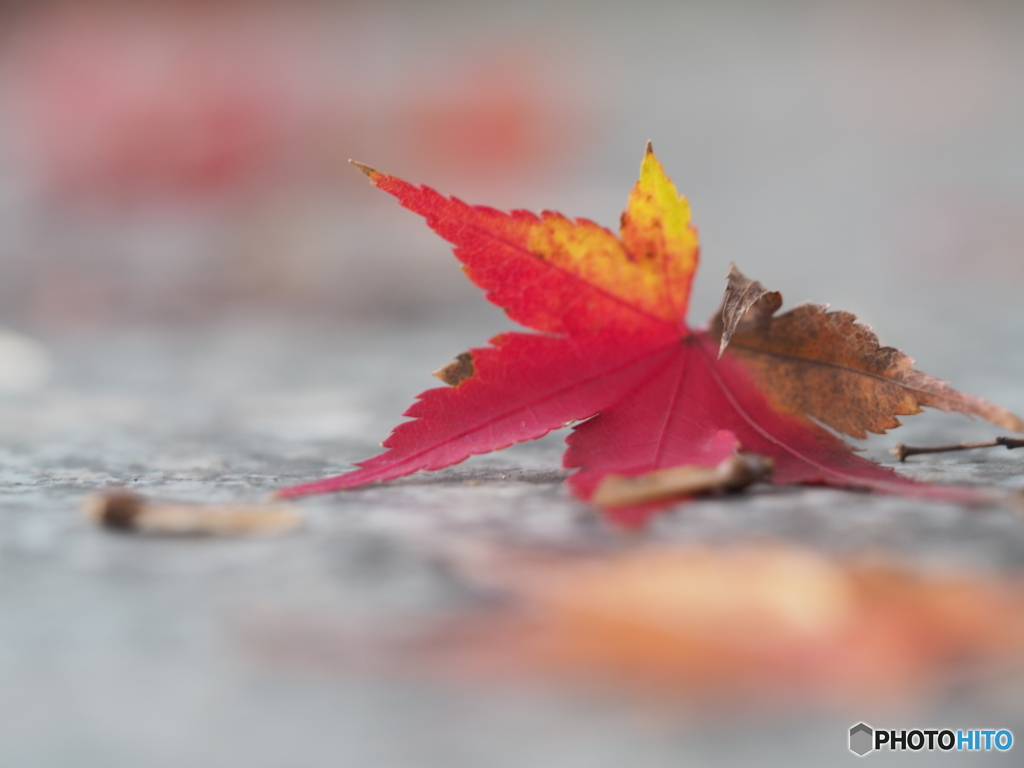 紅葉