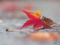 紅葉