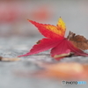 紅葉