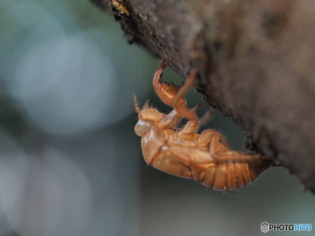 冬を越す抜け殻