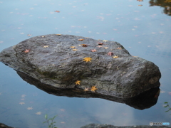 雨上がりの公園－２