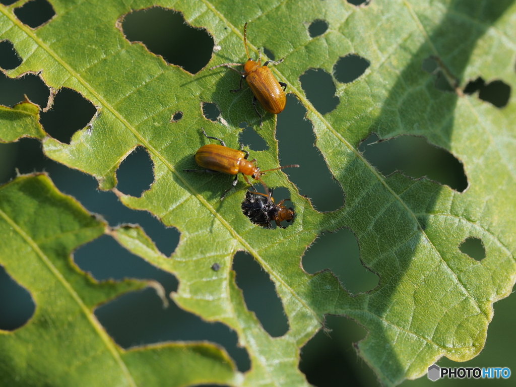 クズクビボソハムシ