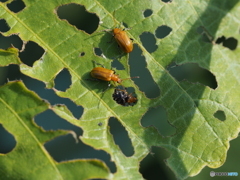 クズクビボソハムシ