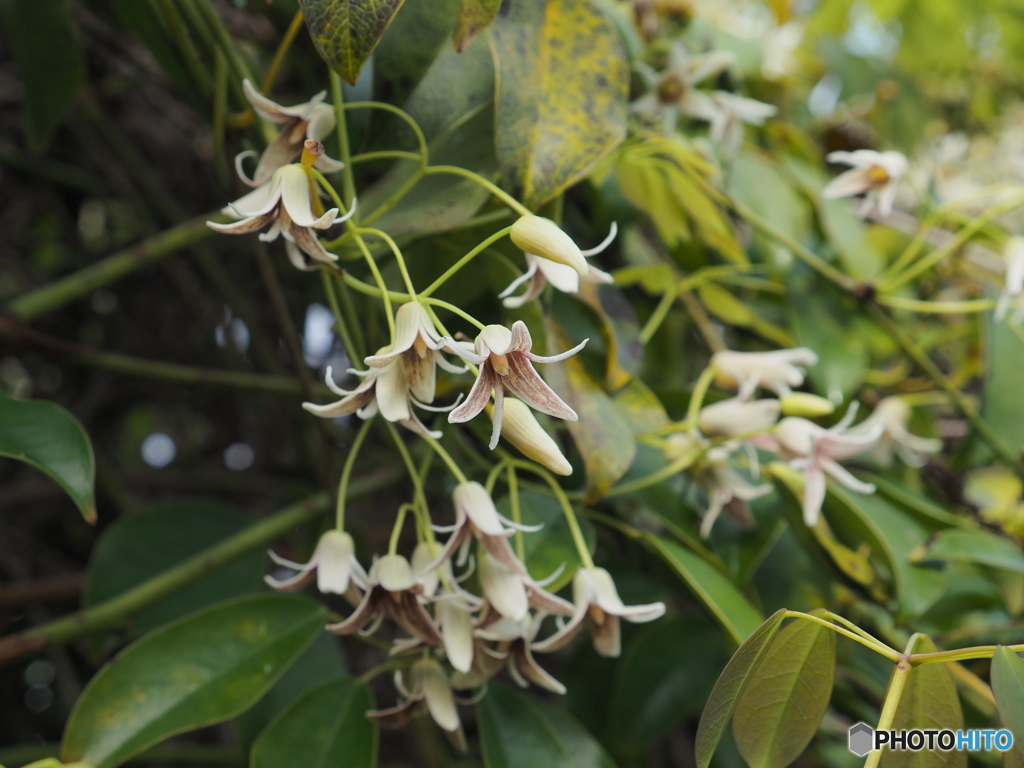 ムベの花