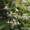 ムベの花