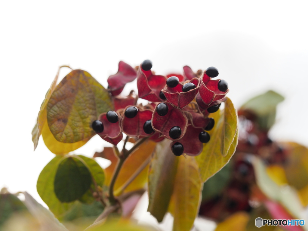 タンキリマメの実