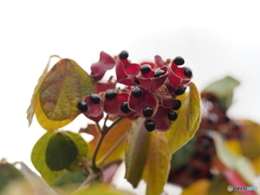 タンキリマメの実