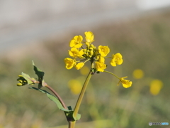 菜の花