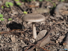 ヘビキノコモドキ