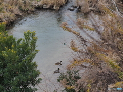 冬の川面