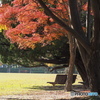 紅葉の公園