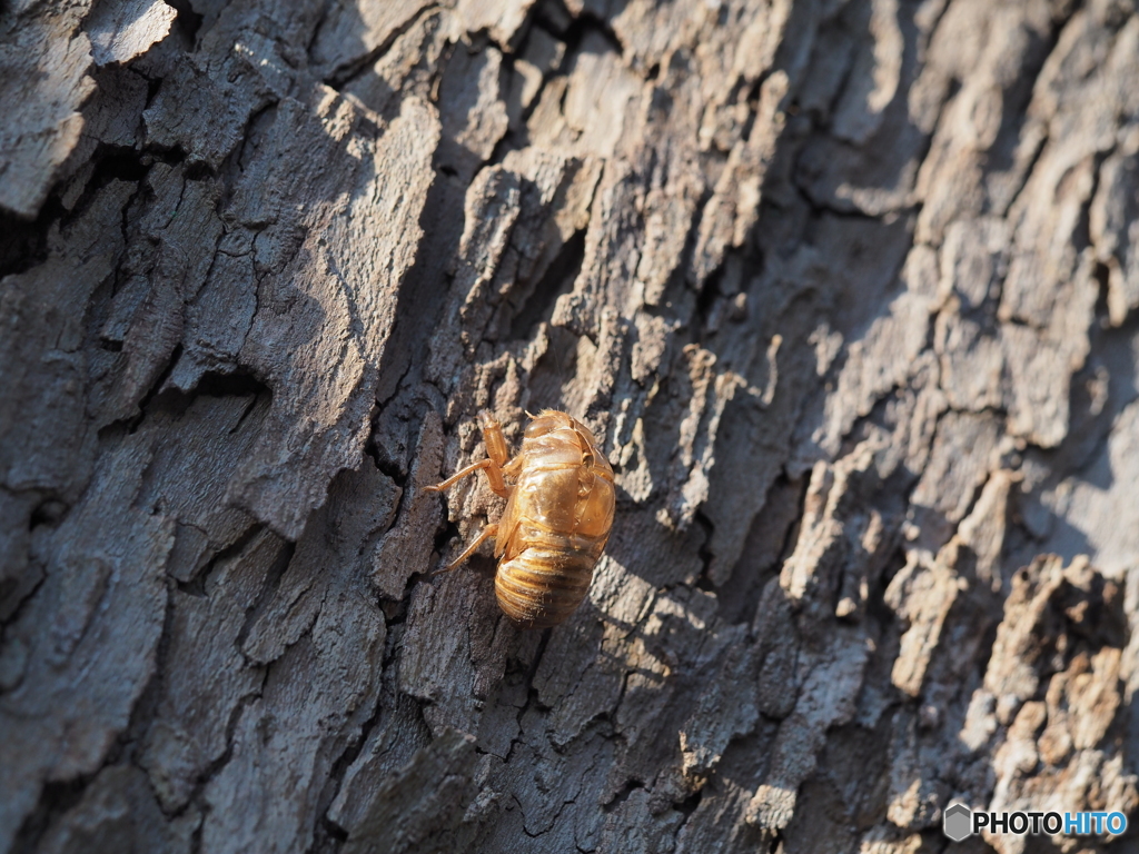 年越しの脱け殻