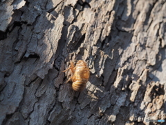 年越しの脱け殻