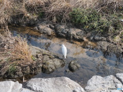 川辺散歩－１