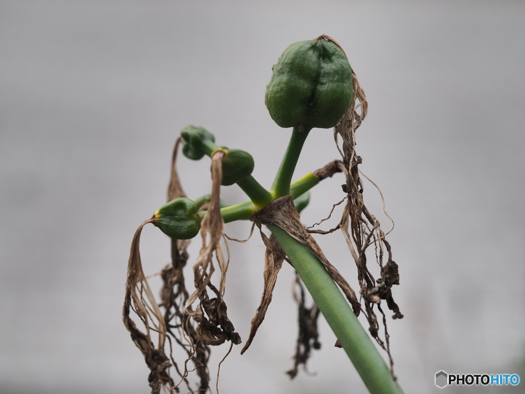 ヒガンバナの実