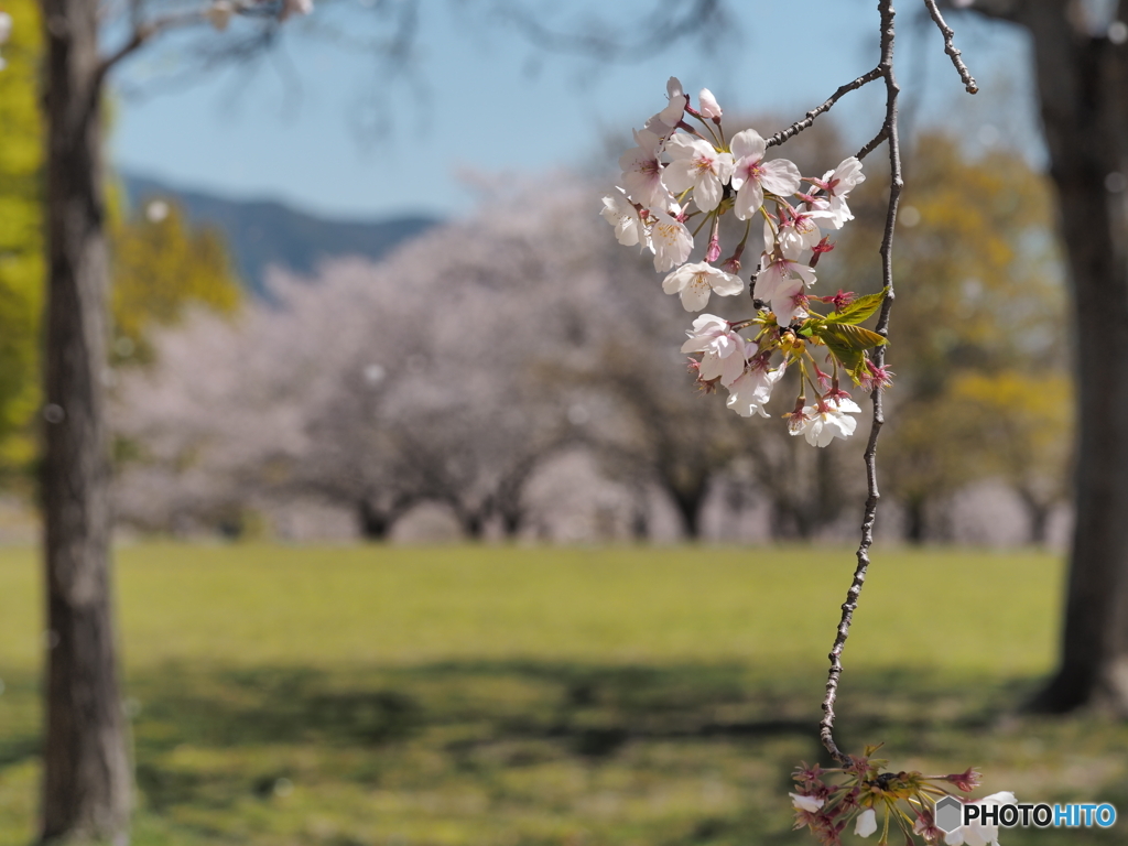 桜