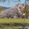 桜