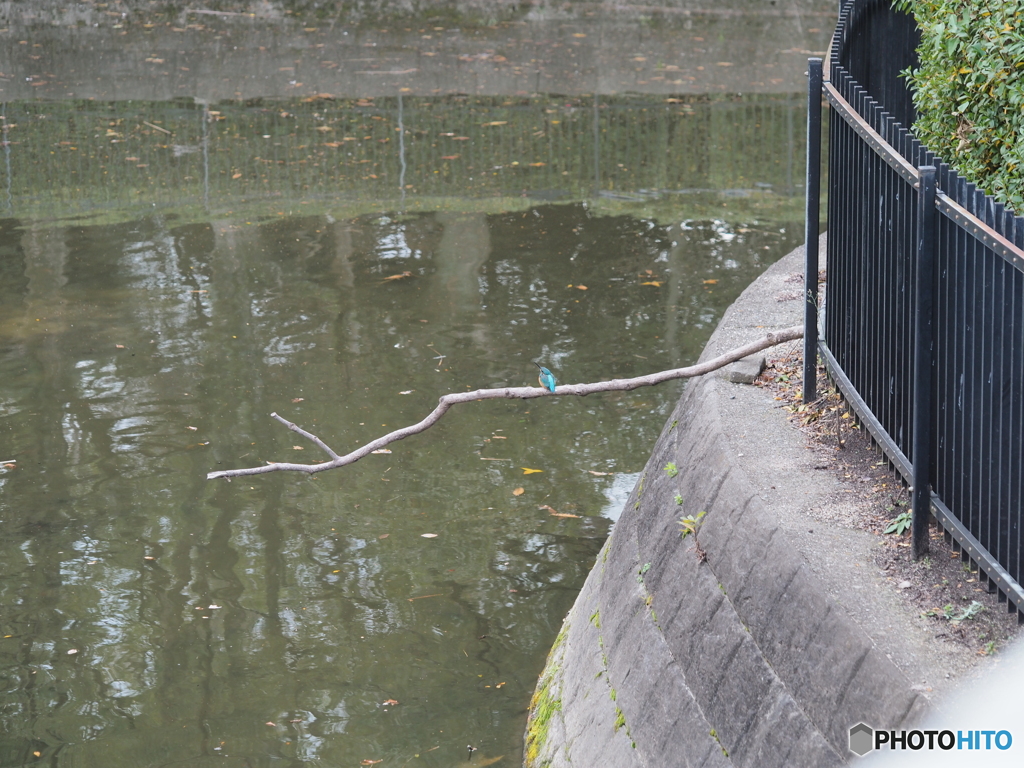 カワセミさんも年末挨拶