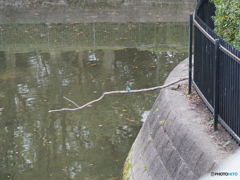 カワセミさんも年末挨拶